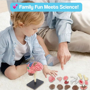 Little Anatomist 4D Build & Learn Science Kits